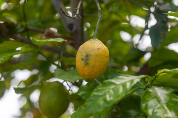 yellow lemon hanging on tree