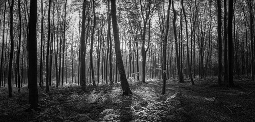 las bukowy jesienią na Jurze Krakowsko-Częstochowskiej