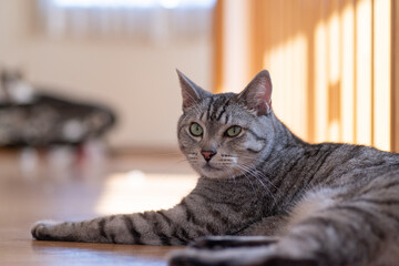 可愛い猫　サバトラ猫