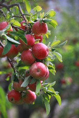 
apple and apple orchards, Amasya Apple