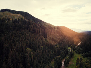 Aerial drone view of green mountain, pine forest. Carpathian, Ukraine.
