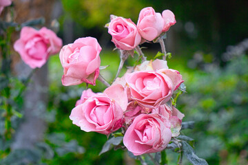 Schlossgarten Hanau Blume 4