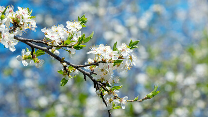Plum branch with flowers in spring in sunny weather