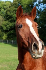 beautiful brown horse head portrait on the paddock