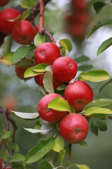 
apple and apple orchards, Amasya Apple