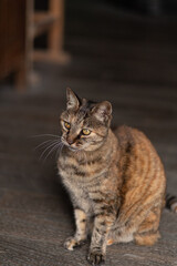 見つめる猫　サビネコ