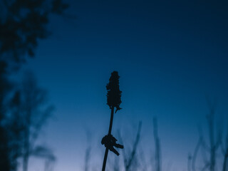 wild grass against the evening sky in spring