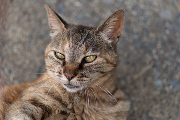見つめる猫　サビネコ