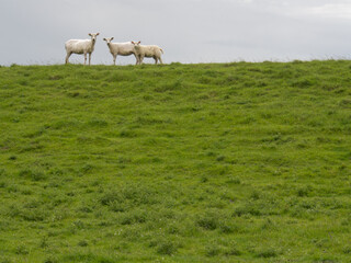 Naklejka na ściany i meble Group of sheeps at a dyke in Germany