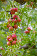 
apple and apple orchards, Amasya Apple