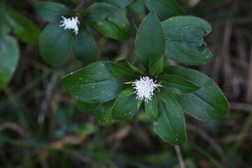 Atractylodes japonica / Asteraceae perennial grass