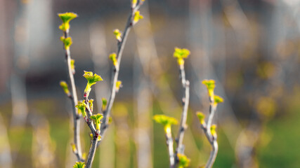 Currant branches with tender young leaves in the g