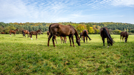 konie na pastwisku jesienią w Polsce
