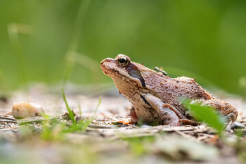 Common frog (Rana temporaria), with beautiful green coloured background. Colorful brown frog on the ground in the forest. Wildlife scene from nature, Czech Republic