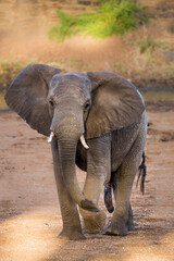 Fototapeta premium African bush elephant male front view in Kruger National park, South Africa ; Specie Loxodonta africana family of Elephantidae