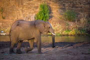 African bush elephant walking on riverside at dawn in Kruger National park, South Africa ; Specie Loxodonta africana family of Elephantidae