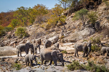 African bush elephant herd walking in boulder scenery in Kruger National park, South Africa ;...