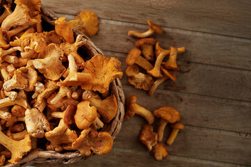 Vegetarian cuisine.Busket of chanterelle mushrooms.