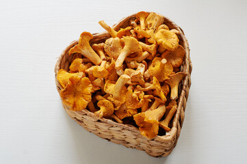 Vegetarian cuisine.Busket of chanterelle mushrooms.