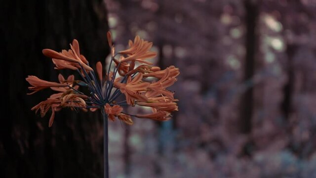 Autumn Flowering Bulbs Nerine Sarniensis (Orange) In The Woods Of Manali, India. - Close Up Shot