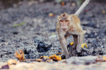 A cute monkey lives in a mangrove forest of Thailand.