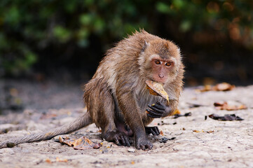 Adult monkey eating mango fruits outdoors.