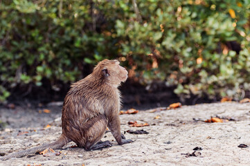 Naklejka na ściany i meble A cute monkey lives in a mangrove forest of Thailand.