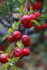 
apple and apple orchards, Amasya Apple
