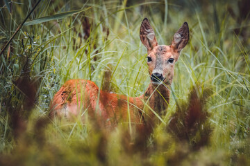 Roe deer (Capreolus capreolus), with a beautiful green coloured background. Amazing mammal with...