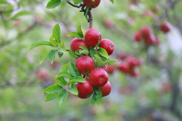 
apple and apple orchards, Amasya Apple