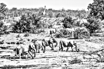 African bush elephant herd in wild scenery in Kruger National park, South Africa ; Specie Loxodonta africana family of Elephantidae