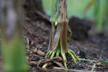 Corn plant roots.