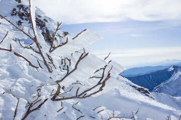 氷がついた枝（エビの尻尾）