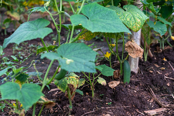Cucumber fields that are in full bloom.