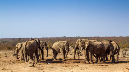 Naklejka premium African bush elephant small group drinking in waterhole during drought in Kruger National park, South Africa ; Specie Loxodonta africana family of Elephantidae