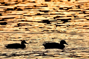 ducks on the lake, photo as a background