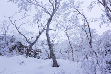 雪の積もった樹林帯