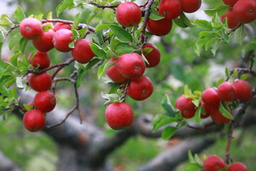 
apple and apple orchards, Amasya Apple