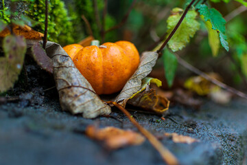 pumpkin in autumn