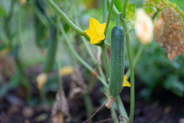 Cucumber fields that are in full bloom.