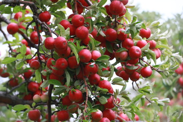 
apple and apple orchards, Amasya Apple