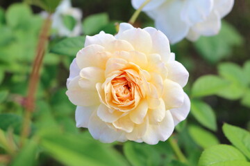 可憐に咲く一輪の白い薔薇