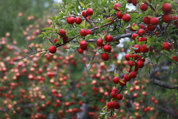 
apple and apple orchards, Amasya Apple