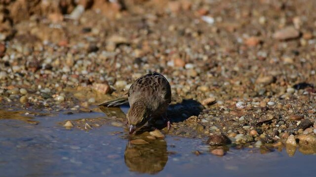 A bird ortolan drinks water in a puddle. Emberiza hortulana