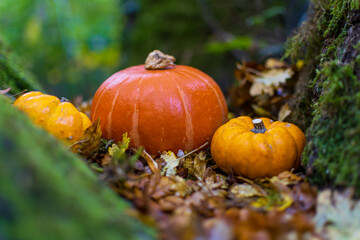 pumpkin on the ground