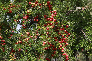 
apple and apple orchards, Amasya Apple