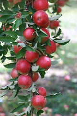 
apple and apple orchards, Amasya Apple