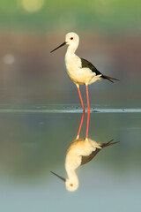 Black-winged stilt (Himantopus himantopus), with beautiful green background. Colorful shore bird with white and black feather in the lake. Wildlife scene from nature, Italy