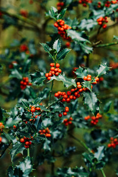 Holly with red berries growing in nature. Christmas background.