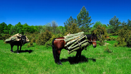 Rückepferde transportieren Baumstämme (Kroatien)